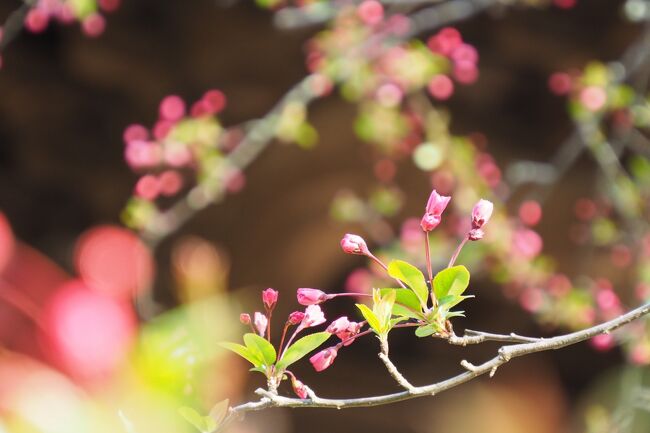 3月に入ってポカポカ陽気が続き、鎌倉は一気に春が進みました。草花も待ちかねていたように次々と咲き始め、見て廻るのが追い付かないほど。2日にわけて雪柳や枝垂れ桜、海棠を鑑賞してきました。