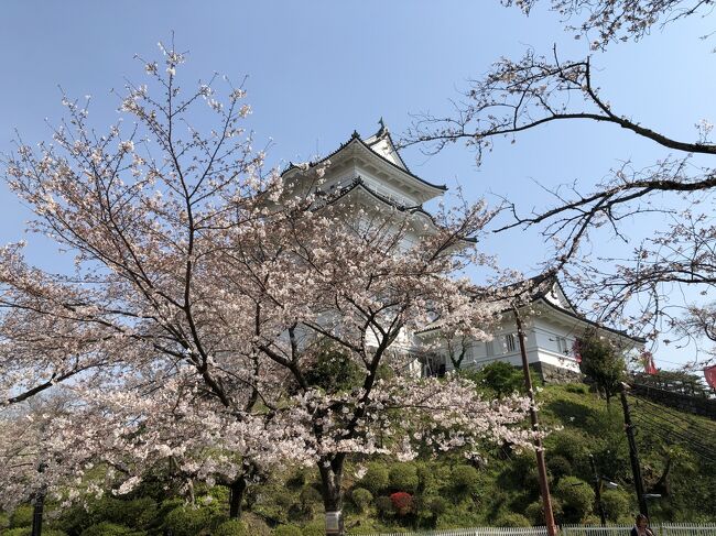 さくらの花見に小田原城へ。まだ、七分咲きくらいでした。<br /><br />小田原駅から小田原城へは、いくつかの行き方がありますが、「正規登城コース」という案内に従って入城。<br />小田原城をひとまわりした後で、隣にある報徳二宮神社により、小田原駅直結のミナカ小田原で休憩。<br />というコースでした。<br /><br /><br />