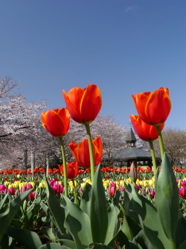 「深谷グリーンパーク」の桜とチューリップ_2021_どちらも見頃が始まりました（埼玉県・深谷市）