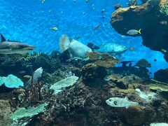 ひとり旅ワーケーション2日目 at 鹿児島　仕事の合間に水族館