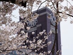 20210329-1 京都 京都大学時計台の裏の桜