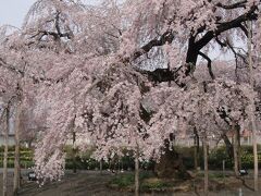 「長福寺」のしだれ桜　　栃木県栃木市都賀町富張５０５