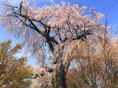 京都桜紀行：前編