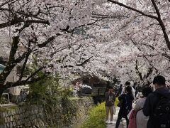 20210329-3 京都 哲学の道、お花見散歩