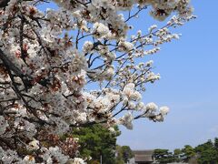 京都桜紀行：後編