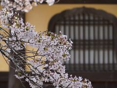 20210329-6 京都 南禅寺も桜が綺麗なところやねんね