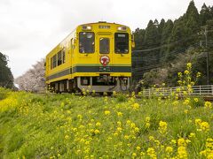 いすみ鉄道車両も沿線も菜の花色