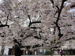 知多半島半田市にてうなぎを食す。＆ 東本願寺の名古屋東別院の桜、満開でした。