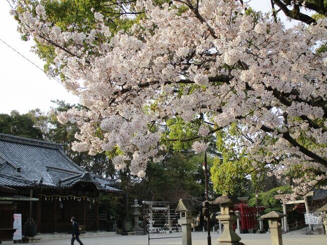 お買い物の時、諏訪神社の桜が咲いてるのを見ました。きょうはスマホしか<br />持っていません。<br />後日、少しお散歩しようとお昼過ぎ遅くに諏訪神社の桜を撮りにきました。た。<br />3月24日に家の中で座椅子に躓き、腰を強打し病院へ。骨折はしてませんと言われホッとしました。そろそろ歩きで出かけました。<br />昨年も諏訪神社で撮りました。今年は、お父さんが何処かへお花見に行こうかと言っていたので残念です。<br /><br />諏訪神社例大祭の時の写真少し。未投稿です(2019年10月5日)<br /><br />3月31日 三滝通りの桜がきれいに咲いてるよとお父さんが、ウオーキングから帰って話してくれたので、急いで撮りに行きました。<br />地元ですがここの桜を見るのは嬉しいです。<br /><br /><br /><br />
