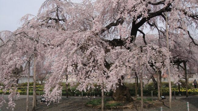 東北縦貫道路下りからチョット見えた桜を探索したら・・・<br /><br />しだれ桜が見事でした。
