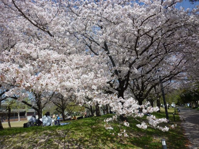 まだまだ海外へは行けそうにないので、日本中を回っています。<br />もちろん密をさけて、マスクをして、万全の対策をして。<br /><br />まだ行ったことがない県へ行ってます。<br />佐賀はお初。温泉と桜を楽しむ旅になりました。<br /><br />１日目地元新幹線と特急でとりあえず佐賀市へ。