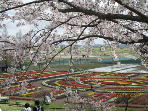 柏市のあけぼの山農業公園・さくら・2021年3月