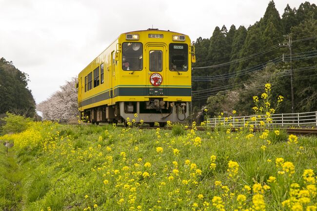 小湊鉄道飯給駅は桜と菜の花が満開 市原 千葉県 の旅行記 ブログ By くわさん フォートラベル 小湊鉄道飯給駅は桜と菜の花が満開 市原 千葉県 の旅行記 ブログ By くわさん フォートラベル