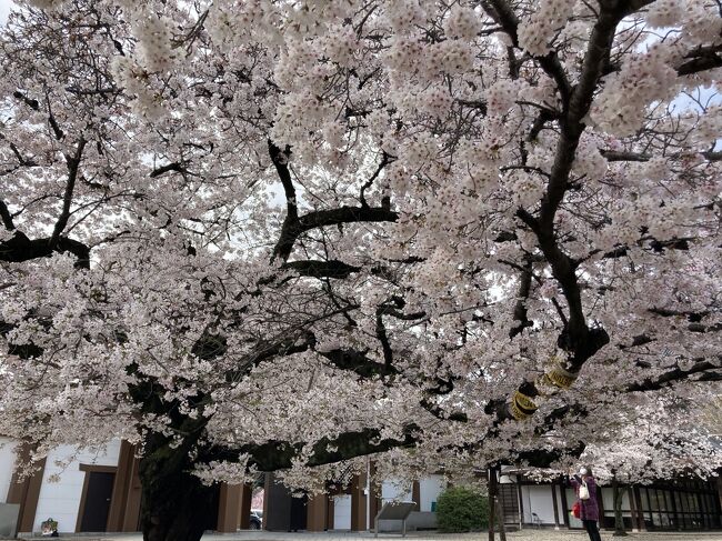 昨年の秋、半田市に彼岸花を見に行った際通り道でみつけたうなぎ屋さん。<br />外までうなぎのいい匂いがして食べたかった！とずっと思っていたので行ってきました。<br />やはり外までいい匂いが。やさしい感じの味で美味しかったです。<br />そして日にち変わり二日後、東本願寺の名古屋東別院へ桜を見に。<br />満開の桜に癒され、しばしお花見。お寺の桜はまた違った雰囲気があり京都に行きたくなりました。　<br /><br /><br />
