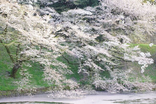 暖かい初夏の様な陽気の春の日。<br />都内の桜を散策してきました。<br /><br />千鳥ヶ淵公園の濃いピンク色の「舞姫」という品種の桜が印象的でした。