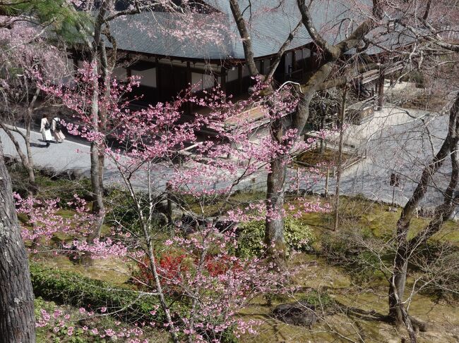 天龍寺の桜を上から見下しました。下から見上げる桜もいいですが，上から見下す桜も，また格別です。