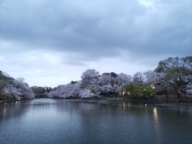 桜が満開になりました。お昼の明るい時は混んでいると思うので、夕方に吉祥寺へ買い物に行った後に桜を見に行きました。お散歩で公園の池を一周しました。思ったより人が少なかったです。皆さん、マナーも良かったです。コロナ禍ですが、今年も無事に桜が見られてよかったです。<br /><br />ちょっと薄暗い中の桜の写真ばかりですが、よかったら見て下さい。<br /><br />