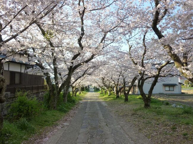 まだまだ海外へは行けそうにないので、日本中を回っています。<br />もちろん密をさけて、マスクをして、万全の対策をして。<br /><br />まだ行ったことがない県へ行ってます。<br />佐賀はお初。温泉と桜を楽しむ旅になりました。<br /><br />２日目は武雄市内をまた自転車で桜巡り。