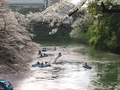 散り始めの桜を見に東京散歩