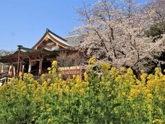 2021年03月お花見散歩：林試の森公園、目黒不動尊、目黒川など