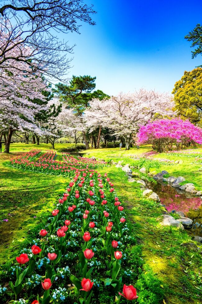 春の嵐が過ぎ去った翌日、桜に合わせてチューリップとツツジが咲き揃う別府公園へ行ってきました。