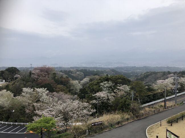 2021年3月28日29日　家康所縁の静岡・久能山東照宮と駿府城址<br /><br />【1日目】出発～日本平ロープーウェイ～久能山東照宮～<br /><br />ホテルチェックイン～青葉おでん街～駿府城公園夜桜～<br /><br />「海ぼうず」で夕食<br /><br />【2日目】ホテルチェックアウト～浮月楼見学～スタバで朝食～<br /><br />～駿府城公園～浅間神社～静岡出発～<br /><br />～用宗漁港「シラス丼」～焼津さかなセンター～帰路<br /><br />この旅行記は1日目日本平ロープーウェイ