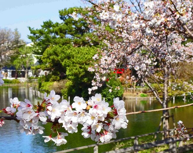 コロナ騒動とは裏腹に早めに咲いた桜は満開を迎えています。　週末／日曜日はまた春の嵐との天気予報。　ここまで咲き誇った桜は雨風で散ってしまいそうですので、好天の今日中に見納めようと出歩きました。　結果的に日曜日の雨もたいしたことが無く過ぎ去ってしまいましたので桜も残っているようですが、真っ青な晴天下で今年の桜を満喫した土曜日となりました。<br />それぞれに近くのコインパーキングに車を停め、１カ所１時間程度の散策を予定します。　スタートは朝の「目黒川」。　その後中原街道に沿って移動して「洗足池」、更に神奈川に入り「三ツ池公園」、最後に丸子橋付近の「多摩川土手」という行程となりました。