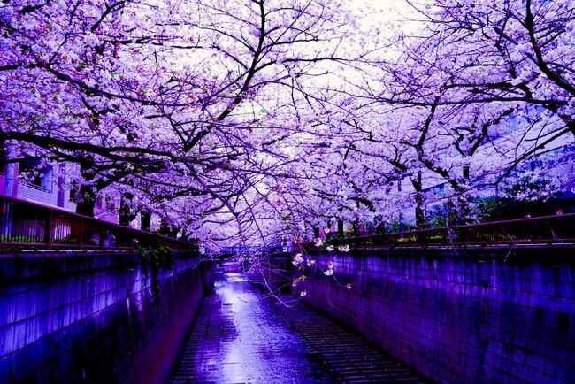 旅行…ってほどではないのですが、桜を撮りに目黒川まで行ってきましたので是非ふでやすめに笑