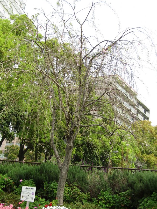 　歌丸桜が葉桜だった（https://4travel.jp/travelogue/11684649）ので、同じ大通り公園の伊勢佐木長者町駅前にある八重紅枝垂桜（https://4travel.jp/travelogue/11683183）はどうなのか。<br />　やはり葉桜である。8日前に開花し出していたので、この間の陽気を考えると当然の結果であろう。しかし、今年の大通り公園の「さくら　ソメイヨシノ」、「そめいよしの」、「さくら」、「そめいよしの」、名札なしのいずれのソメイヨシノもパラパラと咲き出し、三々五々に散り始めているが、横浜での桜の開花宣言から13日も経ってここ大通り公園も散り出している。この陽気続きに拘わらず桜がこれほど長持ちするとは思っていなかった。寒波が来て桜が長持ちすることはどの年にでもあることだが、今年のように開花前から陽気が続き、その陽気のままで春を迎え、さらには初夏の陽気へと向かって行く今年も誰もが予想していた桜が散るのは早いという事態にはならなかった。どうして？<br />（表紙写真は葉桜となった八重紅枝垂桜）