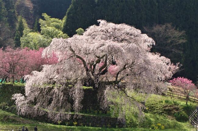 宇陀の桜巡り !  宇陀市