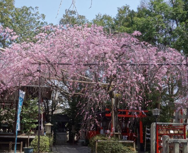 水火天満宮の枝垂桜が早咲きとのことで，見に行きました。ちょうど，見ごろでした。