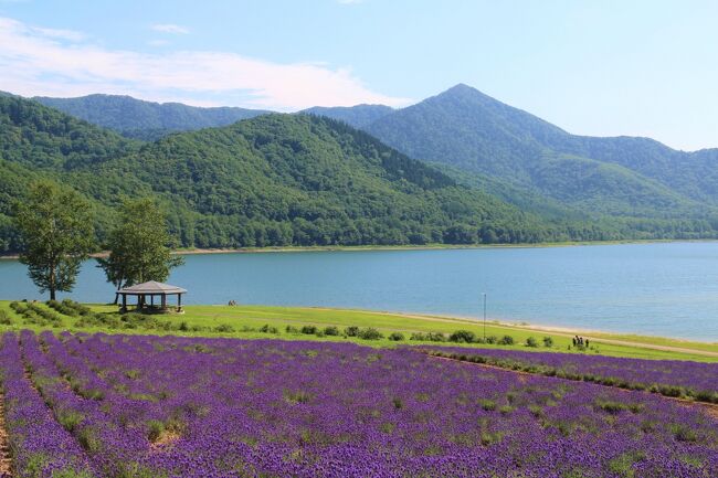 北海道の夏、ラベンダーと言えば中富良野町「ファーム富田」、美瑛町「四季彩の丘」、上富良野町「日の出ラベンダー園」等美瑛町、中富良野町、上富良野町が最も有名です。コロナ禍の今でこそお客さんは少なくなりましたが、以前は場所によっては渋滞で駐車場に入るのも一苦労と言うのが実態でした。でも、その頃からお客さんが比較的少なく、他とは違った独特の景観を楽しみながら鑑賞できるガーデンもあります。その一つが今回紹介する富良野市のハイランドふらのと南富良野町の金山湖畔のラベンダー畑です。特に金山湖のラベンダー園は湖を背景にした美しい景観が特徴で独特の美しさがあります。今回はその他富良野市麓郷の森展望台のラベンダー畑を含め2019年7月に廻った美瑛や比較的メジャーではない富良野地区のラベンダー園を散策したので紹介したいと思います。