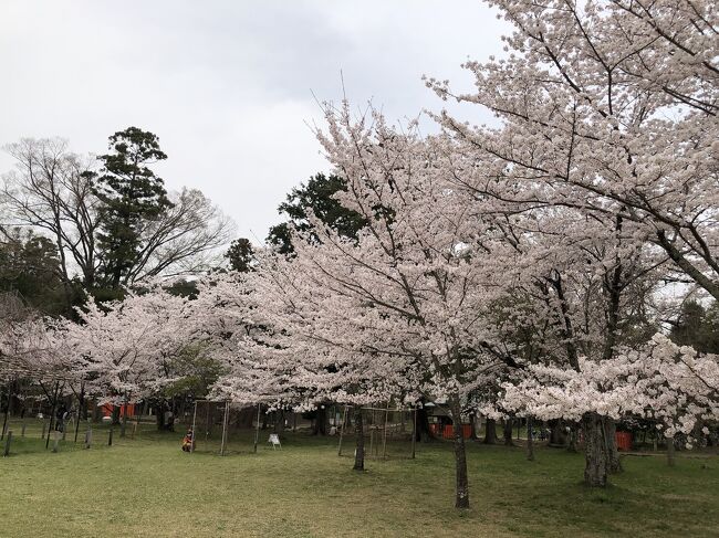 Go To 京都 22 上賀茂神社 賀茂川散策 京都府立植物園 インザグリーン