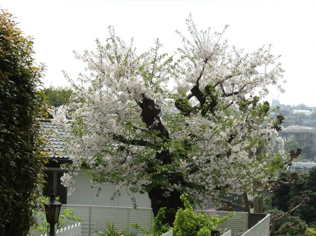 　山手本通り沿いのお宅の庭に大島桜の大木が残っている。おそらくは外国人居留地の時代に植えられたものか？<br />　幕末から染井吉野が盛んに植えられるようになったとされるが、こうして外国人居留地だったここ山手町の住宅の庭には大島桜が残っている。また、横浜女学校の正門の直ぐ横にも大島桜が植えられており、その先には2本のソメイヨシノが植えられている。これは最初に大島桜を植え、その後にソメイヨシノを追加して移植したのではないか？<br />　鎌倉・今泉の裏山を通る旧街道から戸塚・舞岡までの旧街道沿いには宅地開発されなかった場所には大島桜の桜並木が残っており、今泉の大島桜は（ペリーが来航した）嘉永年間に植樹したと伝わっている。幕末には靖国神社辺りに染井吉野を植えたと伝わるが残ってはいない、新宿御苑にしろ、ここ山手にしろ、東博本館裏の庭園にしろ、大島桜が残されている。大島桜の植樹が流行った後に染井吉野が流行るようになったのではあるまいか？<br />（表紙写真は洋館の裏庭に残る大島桜）