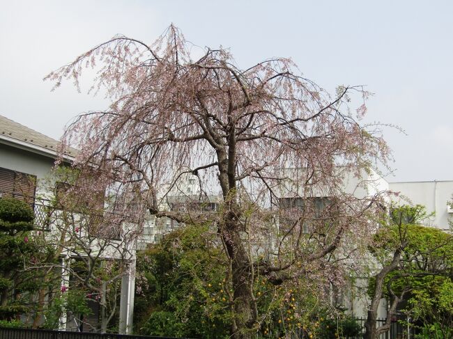 　山を上って地蔵坂上まで来た。ではあの紅枝垂れ桜はと行って見ると、さすがに散り際である。大きな切株の上から写真を撮ってみる。この家は山手本通りに面しており、裏に庭が60坪程度はあろうか。この紅枝垂れ桜は庭の中心ではなく端に寄せて植えられている。おそらくは、道路と崖の間が最初からの宅地であり、それを今に引き継いでいるのであろう。それにしてもこのような紅枝垂れ桜を植えているこの家のご主人は何処の出身なのだろうか？<br />（表紙写真は地蔵坂上にある散り際の紅枝垂れ桜）