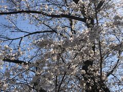 2021/3 与野公園の桜