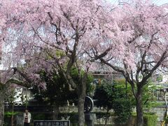 桜　奈良