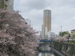 目黒川の桜と寺院巡りの旅　吉そば~豆虎~馬頭観音~八幡神社~祐天寺~大鳥神社~瀧泉寺~海福寺~成就院~珈琲茶館集