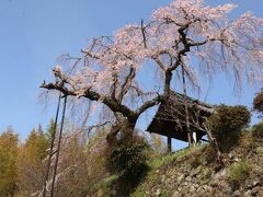 地蔵禅院しだれ桜2021