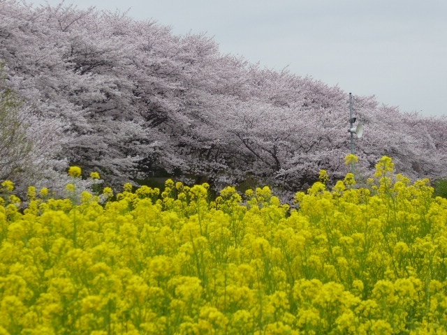 桜満開の権現堂公園の桜を見に行きました。<br /><br />曇り空でしたが散策するのには丁度良い感じでしたが<br /><br />やっぱり桜には青空が似合いますね。<br /><br />その後、群馬県太田市の北部運動公園に芝桜を見に行きましたが<br /><br />芝桜は未だ未だでした。