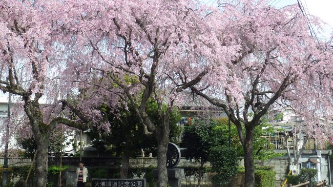 奈良市内の紅葉は2020年に見たが、桜はどんなものかと花見をしてきました。