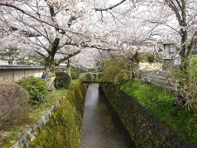 桜の京都もいいかなと出かけました。<br />昨日は雨だったのでホテルに着いてその周りをちょっと歩いただけでした。<br />二日目の今日は晴れてちょうどいい季節の京都でした。<br />ちょうど満開の桜を堪能することができました。<br />予約した時は桜はまだ蕾かなと予想していましたが、暖かい今年はドンピシャの桜となりました。<br />東山を中心に歩きましたが、京都は歩きに限りますね。<br /><br />