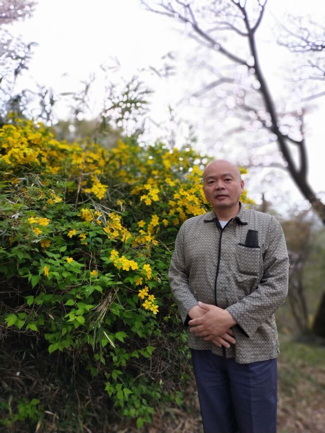 桜見物<br /><br />平山城址公園に桜の見物に<br />並びの　宗印寺の桜の見物に<br /><br />自家用車で<br /><br />はじめに　八王子の小宮公園に行ったけど<br />駐車場が閉鎖で断念した