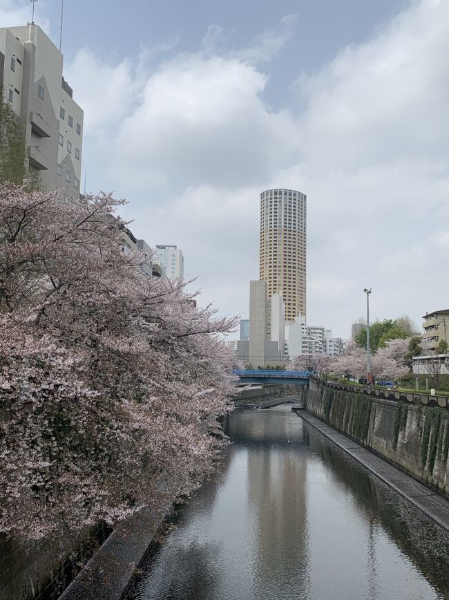 都内の桜が散り始めたと聞いて、あわてて半日だけ見物に行ってみました。<br />中目黒からは当たりはずれの大きいシェアサイクルで移動しました。<br />黄砂でどんよりした天気と空気の中、桜を愛でてみました。<br />10:50 吉そば<br />11:00 中目黒焙煎所豆虎<br />11:10 目黒銀座児童遊園<br />11:15 目黒馬頭観音<br />11:17 第六天社<br />11:20 目黒川桜並木<br />11:25 インマヌエル中目黒キリスト教会<br />11:28 桜橋<br />11:40 正覚寺<br />11:55 中目黒公園<br />12:00 シェアサイクルスタート<br />12:09 八幡神社<br />12:20 中目黒しぜんとなかよし公園<br />12:22 目黒区総合庁舎<br />12:30 祐天寺<br />12:44 油面子育地蔵<br />12:48 目黒競馬場跡<br />12:53 大鳥神社<br />12:58 大聖院<br />13:08 不動公園<br />13:13 岩屋弁天<br />13:20 三折坂<br />13:25 目黒不動尊<br />13:35 比翼塚<br />13:45 五百羅漢寺<br />13:50 海福寺<br />13:55 成就院<br />14:00 サイクル返却<br />14:20 珈琲茶館集<br />