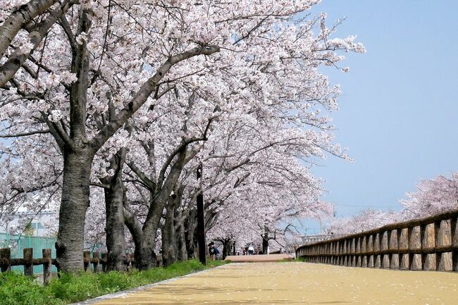 ■庭の桜が満開になったので、地元で有名な桜並木も満開だろうと、お花見散歩に行ってきました。<br />ここ、愛知県稲沢市平和町の桜並木「サクラネックレス」は満開です。<br />青空、ヒバリのさえずり、深緑の麦畑、満開のサクラを愛でました。<br /><br />■ 日光川、須ヶ谷川堰堤は桜並木がリンク状に連なることから「サクラネックレス」と呼ばれています。<br />特に須ヶ谷川堰堤の桜並木は圧巻です、満開の桜が　両側ツインで1.5ｋｍ　続いています。<br />遊歩道はラバーで整備され、お年寄りや車いすの方でも安心して桜のトンネルを楽しむことができます。