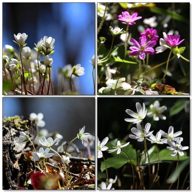 ◆春風の福島路・野の花便り～ユキワリソウ etc