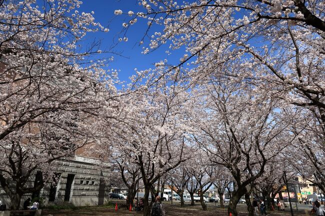 綾瀬市役所の周りの桜が満開なので<br />立ち寄りました。<br />城山公園の桜の木よりも多くある感じでした。<br />市役所でこんなに桜が多いのも珍しいのでないかと<br />思います。<br />駐車場は無料でした。