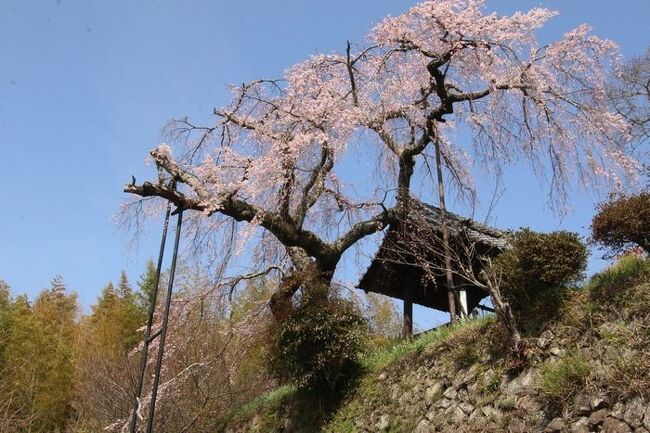 今年は3月に気温が高い日が続きました。<br />例年よりも開花が早いように感じます。<br /><br />井手町にあります地蔵禅院のしだれ桜に会いに行ってきました。<br /><br />