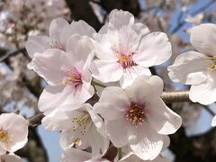 富山市環水公園にて桜見物