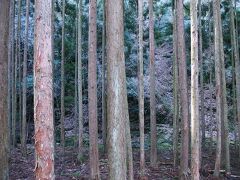 大原野森林公園に行ってきた。